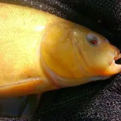 Alan